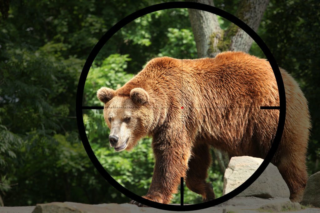 Commercial Wildlife Removal in McMinnville OR