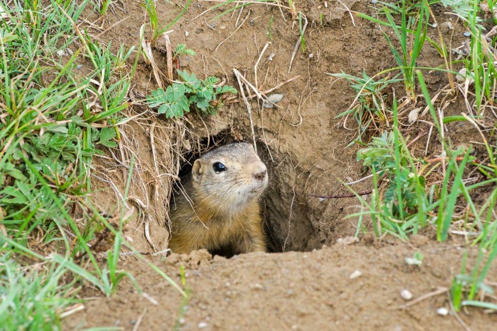 Gopher Control Service in McMinnville Oregon