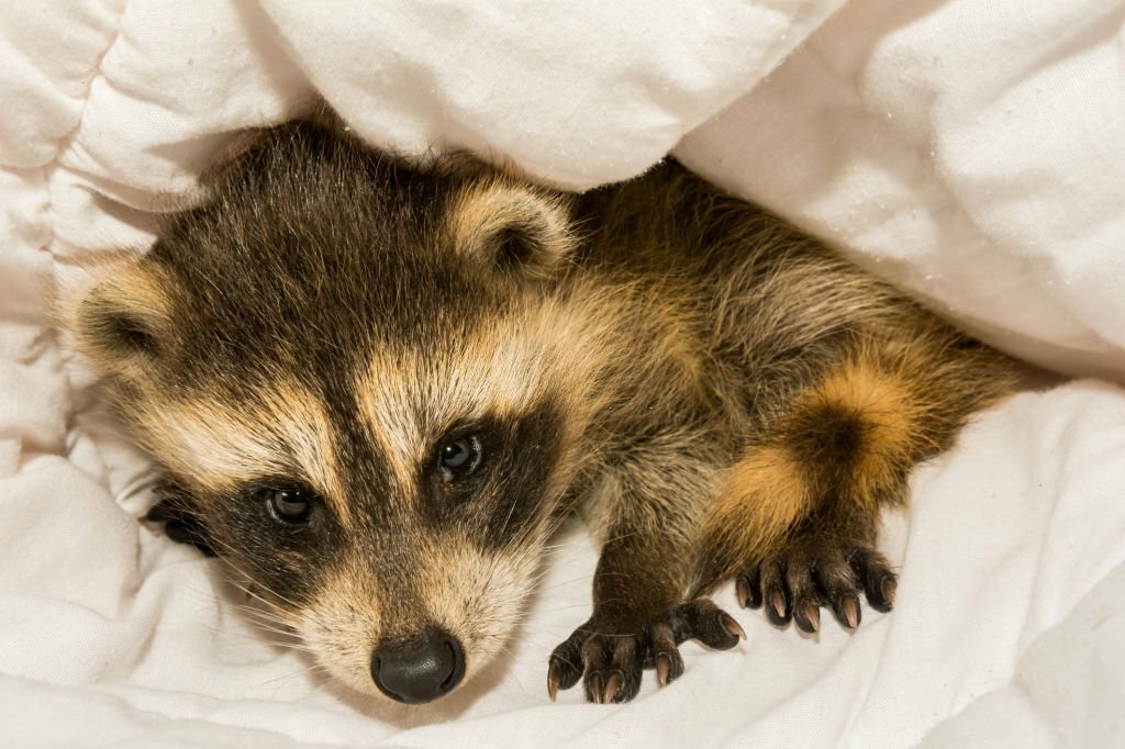 Raccoon Removal Service in McMinnville Oregon