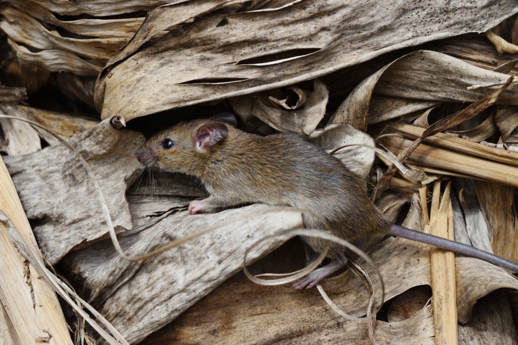 Rodent Clean up Service in Vancouver